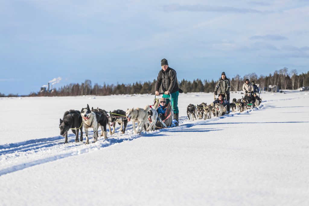 Dogsledding in Kalix, Swedish Lapland